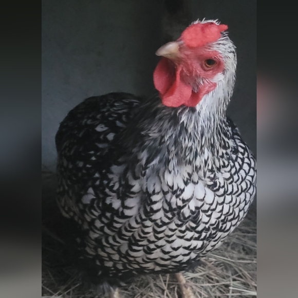 MELODY'S LIVE SHOW HOST LISTING - Picture 13 of 15